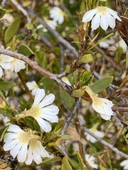 Scaevola myrtifolia