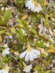 Scaevola myrtifolia