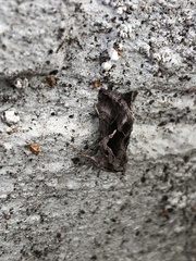 Chrysodeixis subsidens