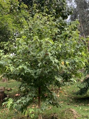 Liquidambar styraciflua