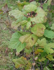 Ribes petraeum