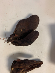 Wynnea americana