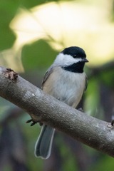 Poecile carolinensis