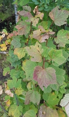 Ribes petraeum
