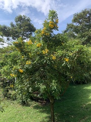 Tecoma stans