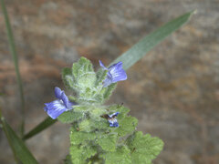 Lamiaceae
