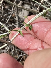 Scutellaria mexicana