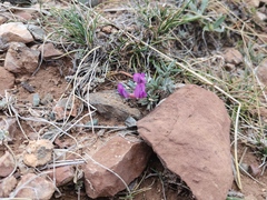 Galegeae