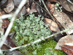 Cladonia rappii