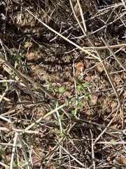 Scutellaria mexicana
