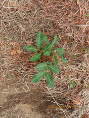 Cupaniopsis anacardioides