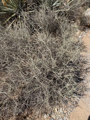 Scutellaria mexicana