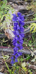 Aconitum baicalense