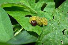 Pyrginae