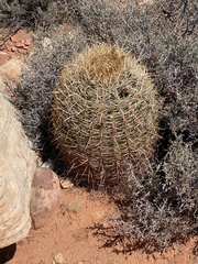 Ferocactus cylindraceus