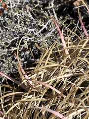 Ferocactus cylindraceus