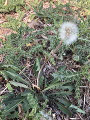 Taraxacum