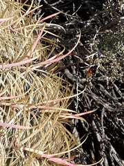 Ferocactus cylindraceus