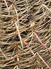 Ferocactus cylindraceus