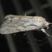 Spodoptera albula - Photo (c) Chuck Sexton, algunos derechos reservados (CC BY-NC), subido por Chuck Sexton