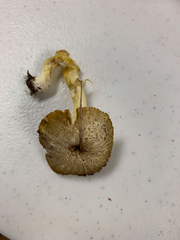 Hygrocybe caespitosa