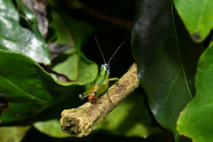 Ampelophilus truncatus