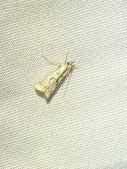 Microcrambus