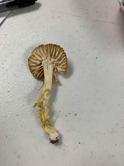 Hygrocybe caespitosa