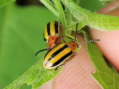 Lema daturaphila