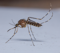 Coquillettidia perturbans