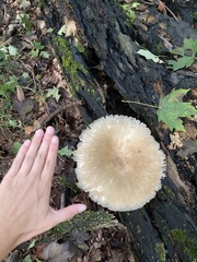 Megacollybia