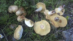 Suillus tomentosus