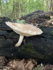 Megacollybia