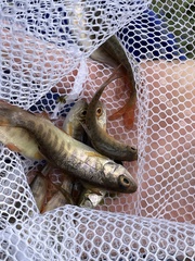 Oncorhynchus kisutch