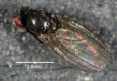 Milichiidae
