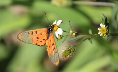 Acraea neobule