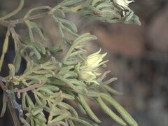 Boronia lanuginosa