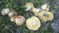 Suillus tomentosus