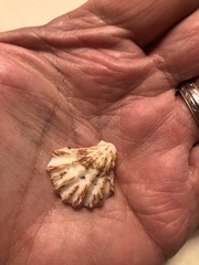 Plicatula gibbosa