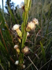 Baccharis genistelloides