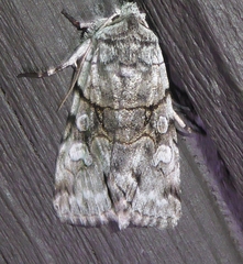 Sympistis chionanthi