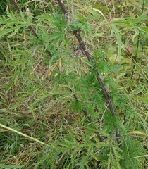 Urtica cannabina