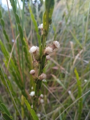 Baccharis genistelloides