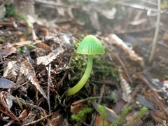 Gliophorus