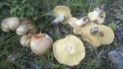 Suillus tomentosus
