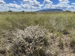 Eriogonum wrightii