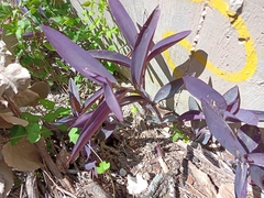 Tradescantia pallida