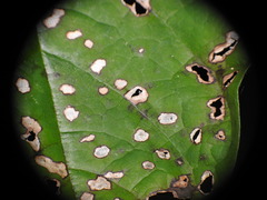 Mycosphaerellaceae