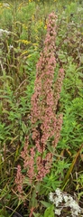 Rumex britannica