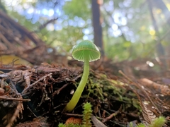 Gliophorus
